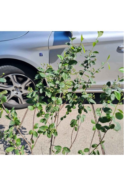 Горобина / Аронія чорноплідна (кущ) - 3л/вис.100-120см/Ø30-50см